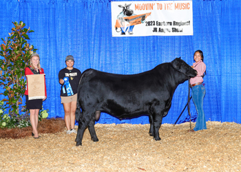 Bred-and-owned Reserve Junior Champion Bull