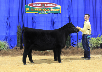 Grand Champion Bred-and-owned Female