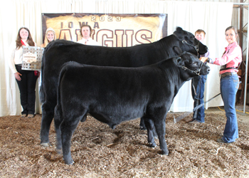 Grand Champion Owned Cow-calf Pair