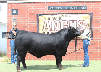 Bred-and-owned Reserve Junior Champion Bull