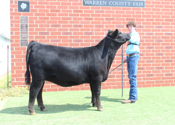 Owned Intermediate Champion Heifer