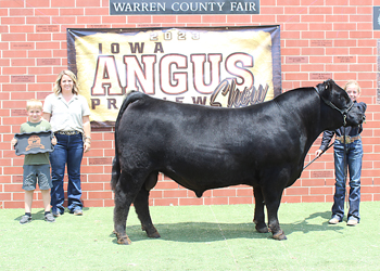 Bred-and-owned Reserve Intermediate Champion Bull