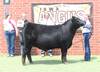 Grand Champion Bred-and-owned Steer