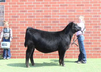 Owned Reserve Senior Heifer Calf Champion