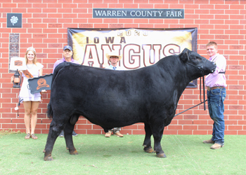 Grand Champion Bull