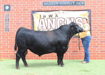 Reserve Senior Champion Bull