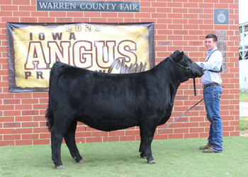 Early Junior Champion Heifer