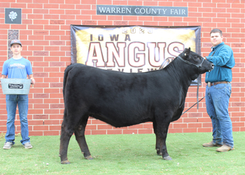 Intermediate Champion Heifer