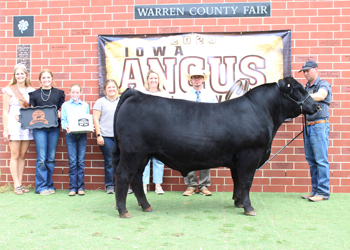 Reserve Grand Champion Bull