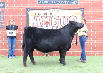 Reserve Grand Champion Steer