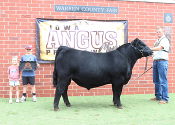 Reserve Intermediate Champion Bull