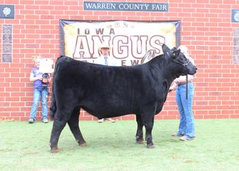 Grand Champion Steer