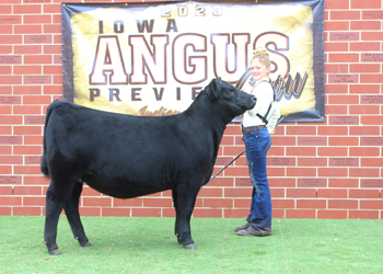 Reserve Senior Heifer Calf Champion