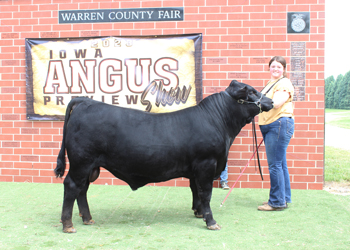 Reserve Senior Bull Calf Champion