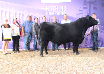 Reserve Grand Champion Bull