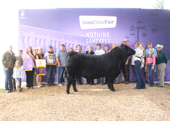 Grand Champion Bull