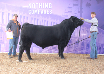 Reserve Junior Champion Bull