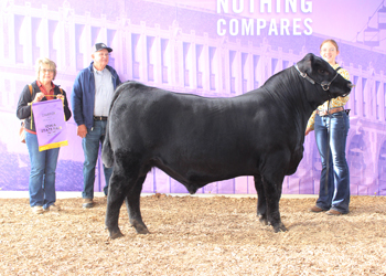 Senior Bull Calf Champion