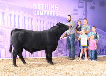 Reserve Senior Bull Calf Champion