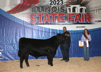 Reserve Intermediate Champion Bull