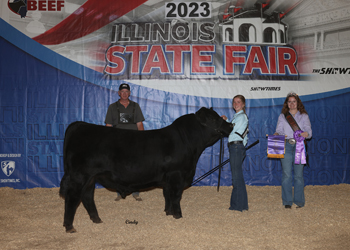 Intermediate Champion Bull