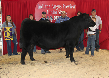 Reserve Grand Champion Bred-and-owned Bull