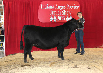 Owned Reserve Early Junior Champion Heifer