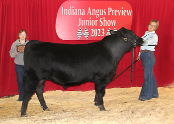 Bred-and-owned Reserve Junior Champion Bull