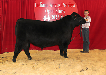 Reserve Senior Champion Bull