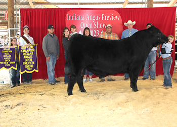 Grand Champion Bull