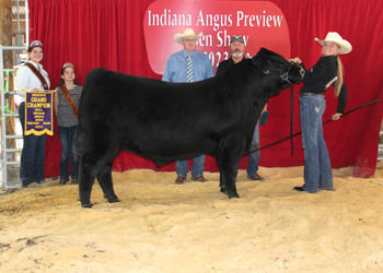 Reserve Grand Champion Bull