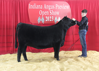 Reserve Early Junior Champion Heifer