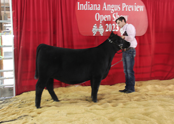 Reserve Senior Heifer Calf Champion