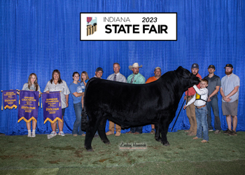 Grand Champion Bull