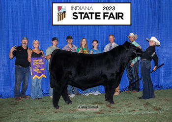 Reserve Grand Champion Bull