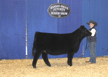 Owned Summer Heifer Calf Champion