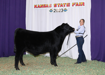 Senior Bull Calf Champion