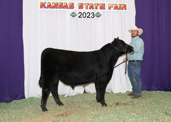 Reserve Junior Bull Calf Champion