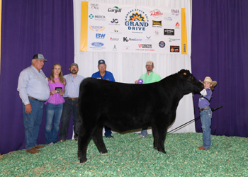 Grand Champion Steer