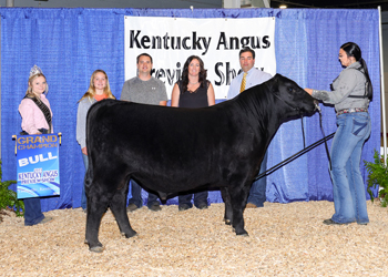 Grand Champion Bred-and-owned Bull