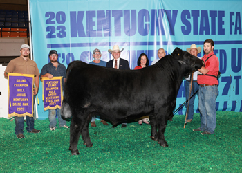 Grand Champion Bull