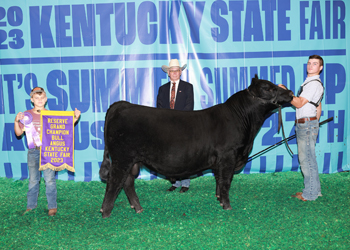 Reserve Grand Champion Bull