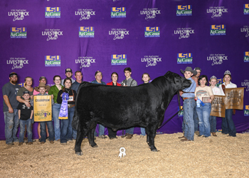 Grand Champion Bull