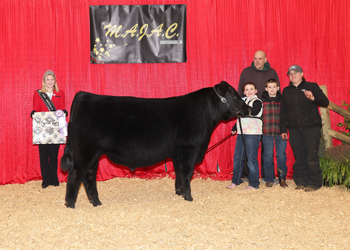 Bred-and-owned Reserve Junior Champion Bull