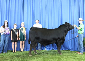 Bred-and-owned Junior Champion Bull