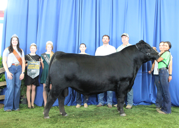 Reserve Grand Champion Bred-and-owned Bull