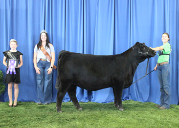 Owned Intermediate Champion Heifer