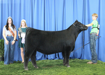 Bred-and-owned Reserve Intermediate Champion Heifer