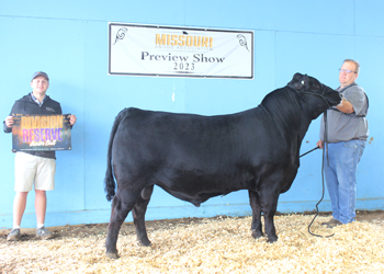 Reserve Junior Champion Bull