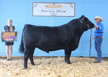 Reserve Senior Champion Bull